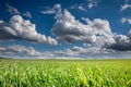 Spring or summer landscape with green meadow and amazing blue sky with white clouds Royalty Free Stock Photo