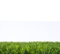 Spring Summer Lawncare Royalty Free Stock Photo