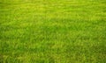 Spring Summer Lawncare Royalty Free Stock Photo
