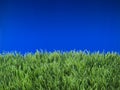 Spring Summer Lawncare under Blue Sky Royalty Free Stock Photo