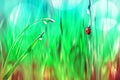 Spring summer natural background. Red ladybug on green grass with raindrops. Artistic bright multi-colored image. Royalty Free Stock Photo