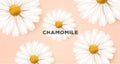 Spring or summer nature background with big white realistic daisy flowers illustration and typography