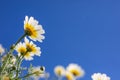 White daisies on blue sky closeup. Nature closeup, spring summer meadow and flowers under blue sky sunny weather. Idyllic nature Royalty Free Stock Photo