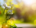 Spring or summer nature floral background with white flowers in sunset light