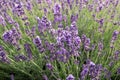 Common Lavender Lavandula angustifolia