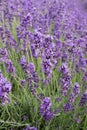 Common Lavender Lavandula angustifolia
