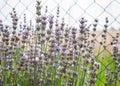 Lavandula angustifolia