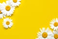 Spring summer pattern chamomile on yellow background