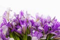 Spring summer purple and blue flowers of Siberian irises Royalty Free Stock Photo