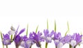 Spring summer purple and blue flowers of Siberian irises Royalty Free Stock Photo