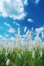 Spring summer scenery with fresh green tall grass 1690448038499 3 Royalty Free Stock Photo