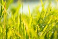 Spring or summer season abstract nature background with blurred grass and water in the back Royalty Free Stock Photo