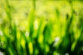 Spring or summer season abstract nature background with grass. Blurred soft focus photo. Royalty Free Stock Photo
