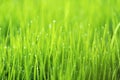 Abstract nature background with grass and drops. Royalty Free Stock Photo