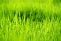 Abstract nature background with grass and drops. Royalty Free Stock Photo