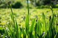 Spring or summer season abstract nature background with grass Royalty Free Stock Photo