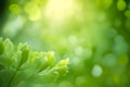 Spring or summer season abstract nature blurred background Royalty Free Stock Photo