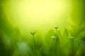 Spring or summer season abstract nature blurred background Royalty Free Stock Photo