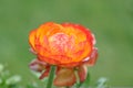 Spring or summer seasonal ranunculus flowers, blooming outdoors