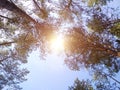 Spring summer sun through canopy of tall trees. Sunlight in deciduous forest, summer nature. Upper branches of the tree. Low Royalty Free Stock Photo