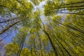 Sun Shining Through Canopy Of Tall Trees