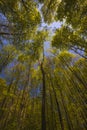 Sun Shining Through Canopy Of Tall Trees