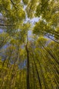 Sun Shining Through Canopy Of Tall Trees