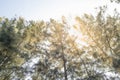 Spring Summer Sun Shining Through Canopy Of Tall Trees. Sunlight Royalty Free Stock Photo