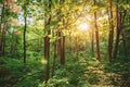 Spring Summer Sun Shining Through Canopy Of Tall Trees Woods. Upper Branches Of Trees