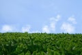 The wall of the house going into the sky, the leaves of a green grapes against the blue sky of a cloud with an empty copy of space