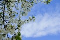 Spring , sun, blue sky, the tree bloomed