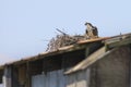 A view over a brown wooded shed of an osprey in its brown stick nest looking over Cox Neck Creek just of the Chesapeake Bay.