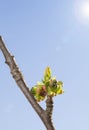 Spring sun and buds on fruit-tree Royalty Free Stock Photo