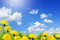 Early spring sun flowers dandelions blue sky Royalty Free Stock Photo