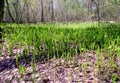 Spring sun magic bright forest beautiful lily of the valley Royalty Free Stock Photo