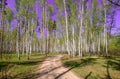 Spring sun magic bright forest beautiful sunny blue sky Royalty Free Stock Photo