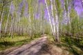 Spring sun magic bright forest beautiful sunny blue sky Royalty Free Stock Photo