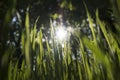 Spring sun rays among green fresh blades of grass from a bug`s eye perspective Royalty Free Stock Photo