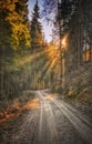 spring sun rays among the trees that shine the forest alley