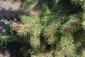 Spring Sun scald on evergreen tree, Blue spruce.