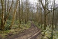 Spring sunlight shines through tall bare trees casting shadows on a footpath