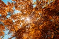 Spring Sun Shining Through Canopy Of Tall Maple Tree Wood. Sunlight Royalty Free Stock Photo