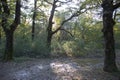 Spring Sun Shining Through Canopy Of Tall Oak Trees. Sunlight Through Green Tree Crown - Low Angle View Royalty Free Stock Photo