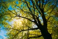 Spring Sun Shining Through Canopy Of Tall Oak