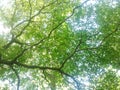 Spring Sun Shining Through Canopy Of Tall Tree. Sunlight In Deciduous Forest, Summer Nature, Sunny Day. Upper Branches Of Tree Wi Royalty Free Stock Photo