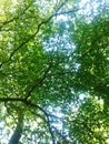 Spring Sun Shining Through Canopy Of Tall Tree. Sunlight In Deciduous Forest, Summer Nature, Sunny Day. Upper Branches Of Tree Wi Royalty Free Stock Photo