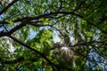 Spring Sun Shining Through Canopy Of Tall Tree