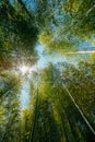 Spring Sun Shining Through Canopy Of Tall Trees Bamboo Woods. Su Royalty Free Stock Photo