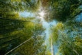 Spring Sun Shining Through Canopy Of Tall Trees Bamboo Woods. Royalty Free Stock Photo