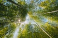 Spring Sun Shining Through Canopy Of Tall Trees Bamboo Woods. Sunlight In Tropical Forest, Summer Nature. Upper Branches Royalty Free Stock Photo